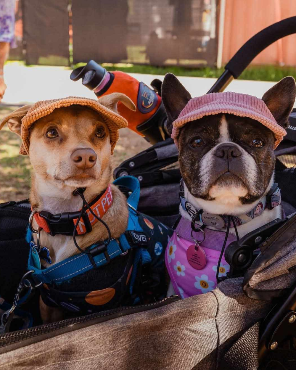 Dog Hats