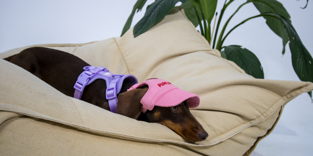 Pupfluencer” Dog Hat