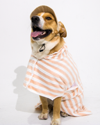 Dog wearing a striped towel on a white background