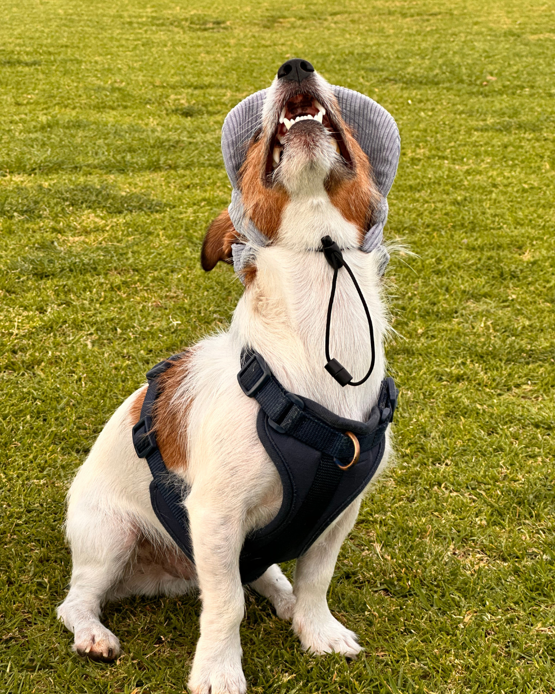 The Sea Mist Dog Hat