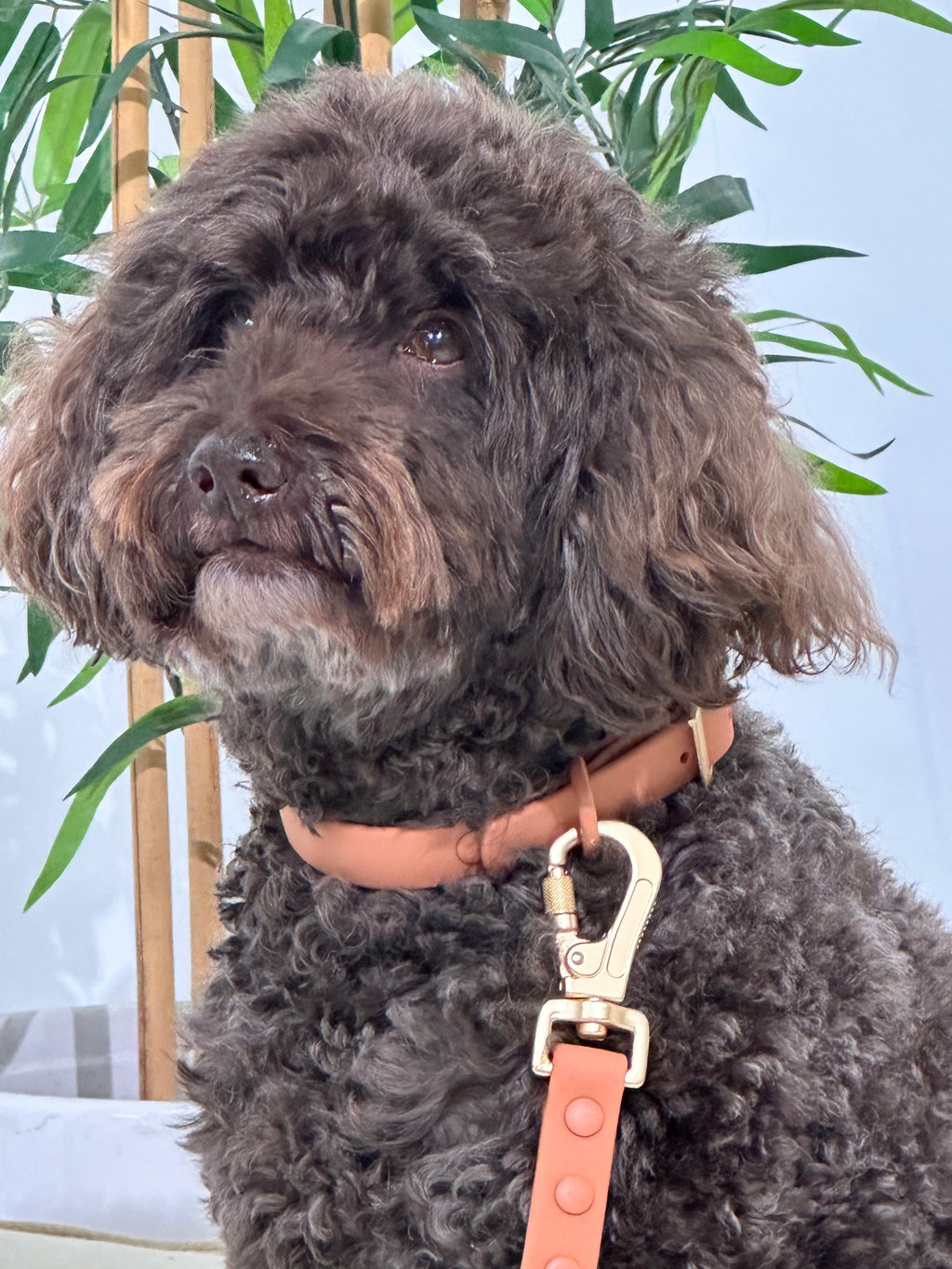 Peach Waterproof Dog Leash