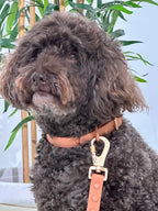 Peach Waterproof Dog Leash