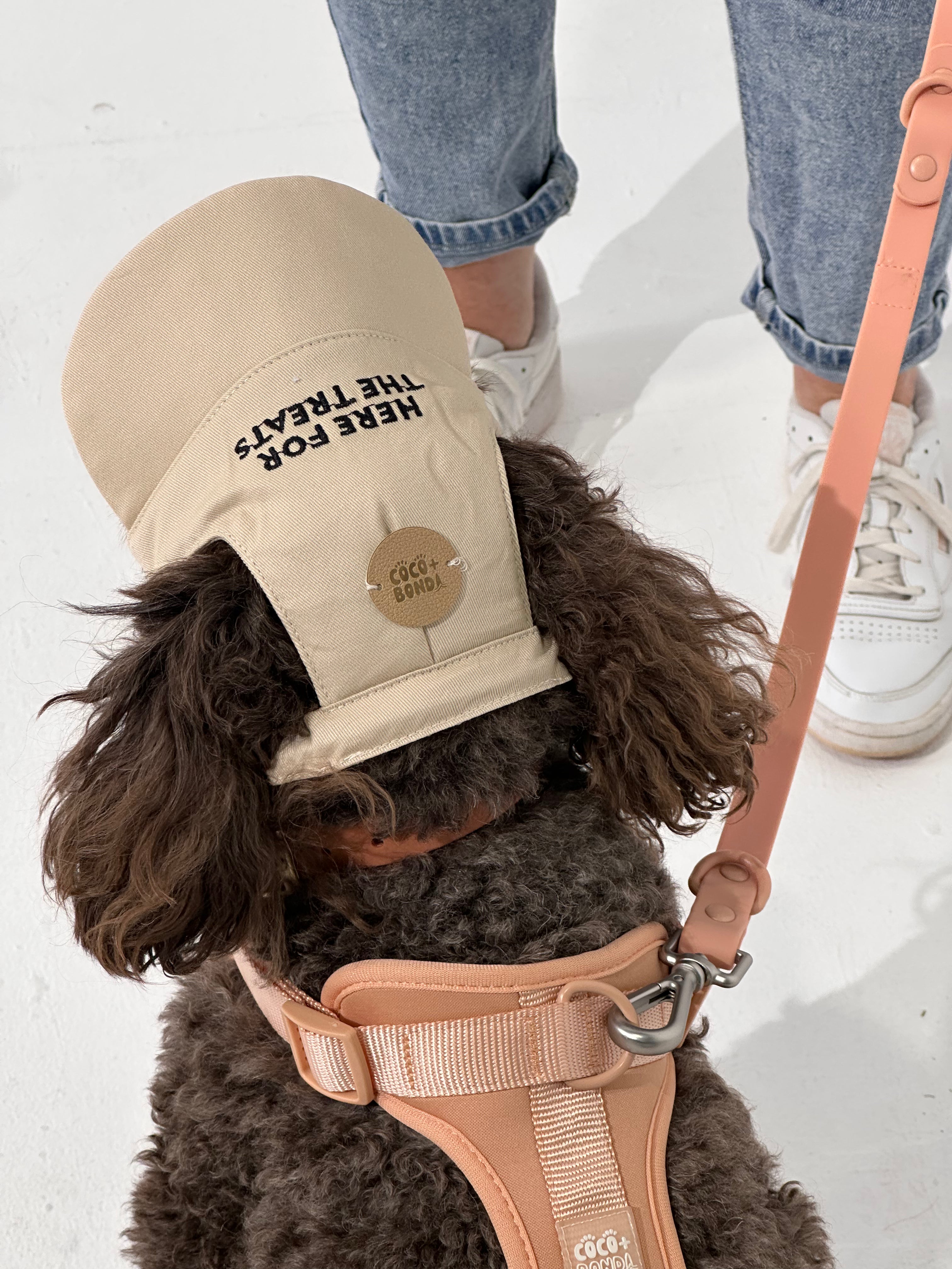 Dog wearing a beige cap and harness on a white background