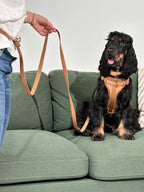 Mocha No-Pull Dog Harness, Adjustable, Breathable & Waterproof