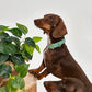 Sage Green Waterproof Dog Collar – Lightweight, Adjustable & Easy to Clean