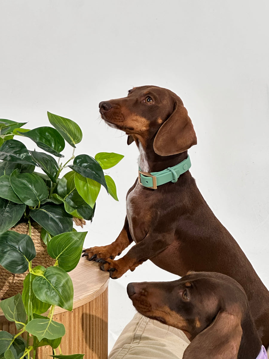 Sage Green Waterproof Dog Collar – Lightweight, Adjustable & Easy to Clean