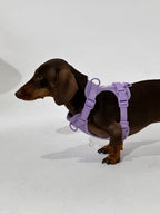Purple No-Pull Dog Harness - Walk Your Dog with Ease
