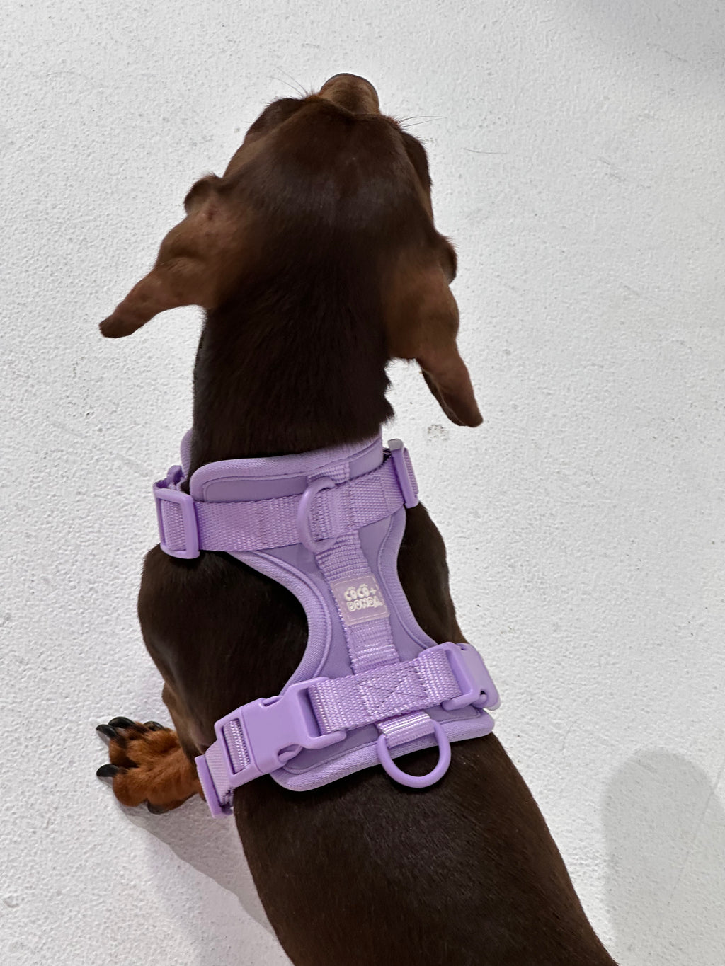 Purple No-Pull Dog Harness - Walk Your Dog with Ease