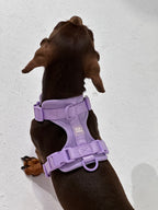 Purple No-Pull Dog Harness - Walk Your Dog with Ease