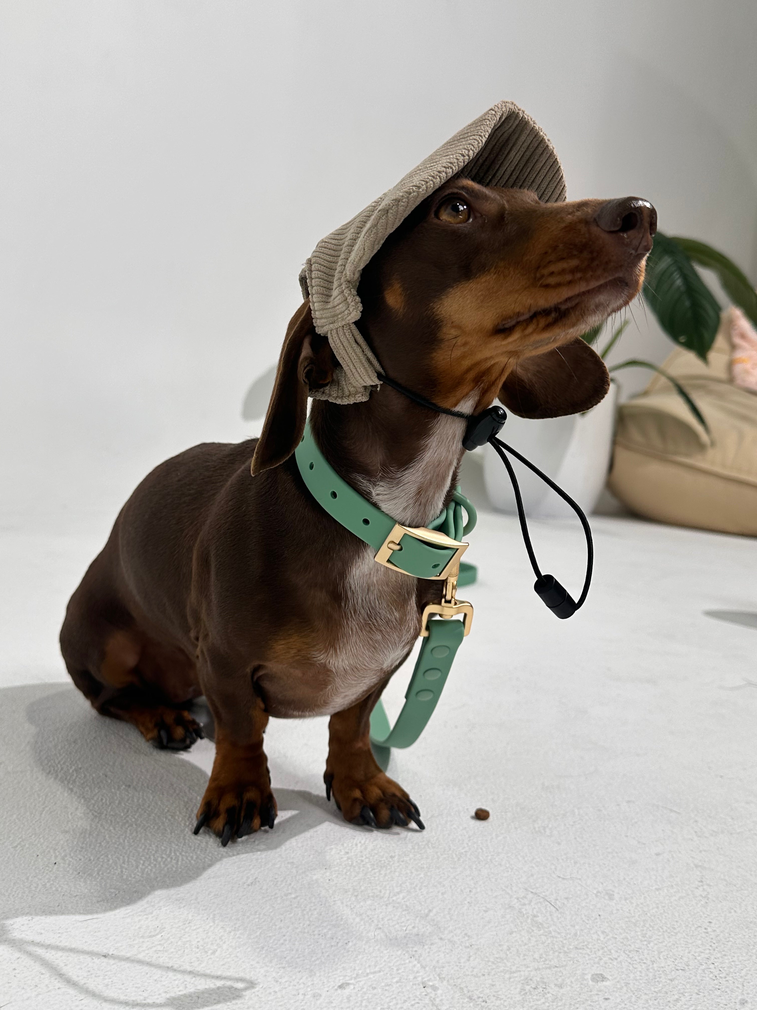 Sage Green Waterproof Dog Collar – Lightweight, Adjustable & Easy to Clean
