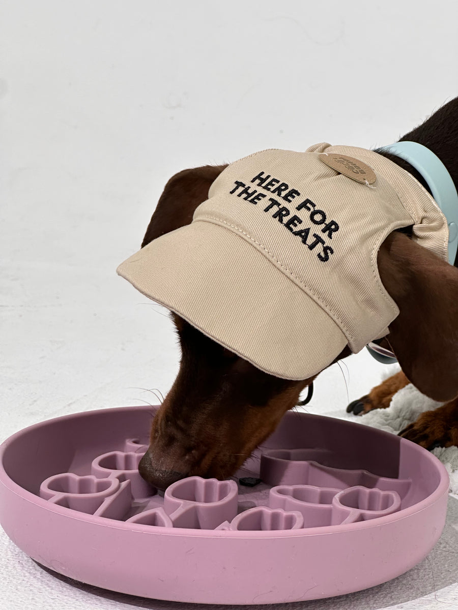 Dog wearing a cap with 'Here for the treats' text, eating from a pink treat bowl.