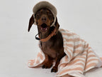 Dog wearing a cap and blanket on a white background