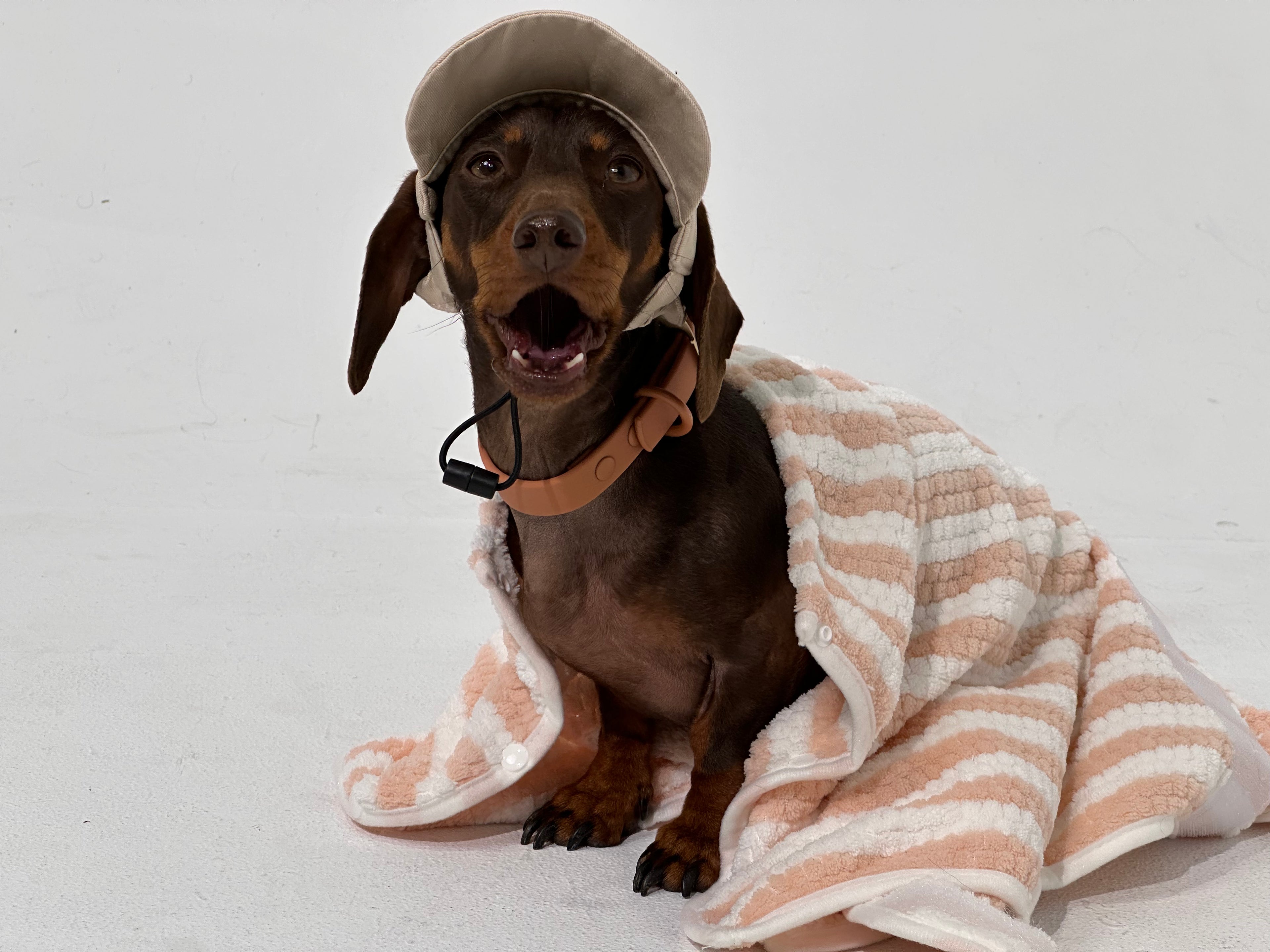 Dog wearing a cap and blanket on a white background