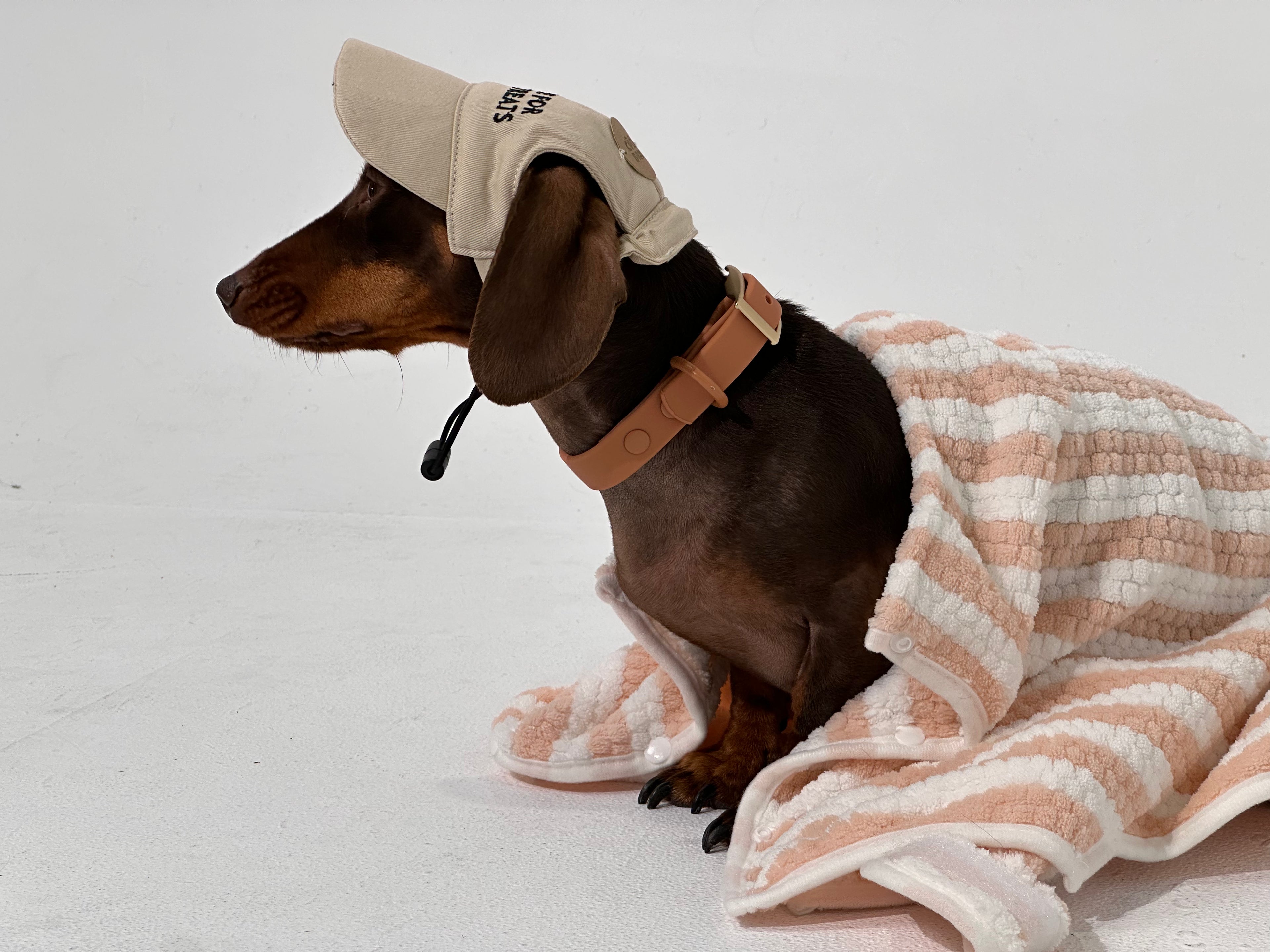 Dog wrapped in a towel with a hat on a white background