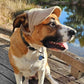 UV-Protective Adjustable Dog Hat in Cream