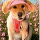 UV-Protective Adjustable The Blush Dog Hat