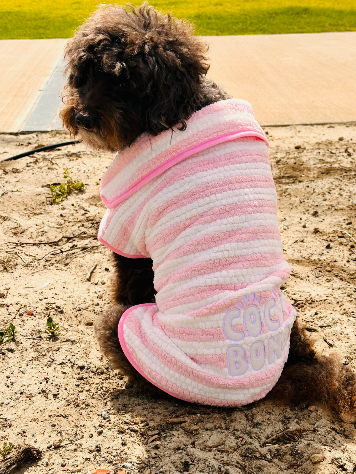 Dog wearing a pink and white striped robe with 'Cute Buns' text on a sandy ground.