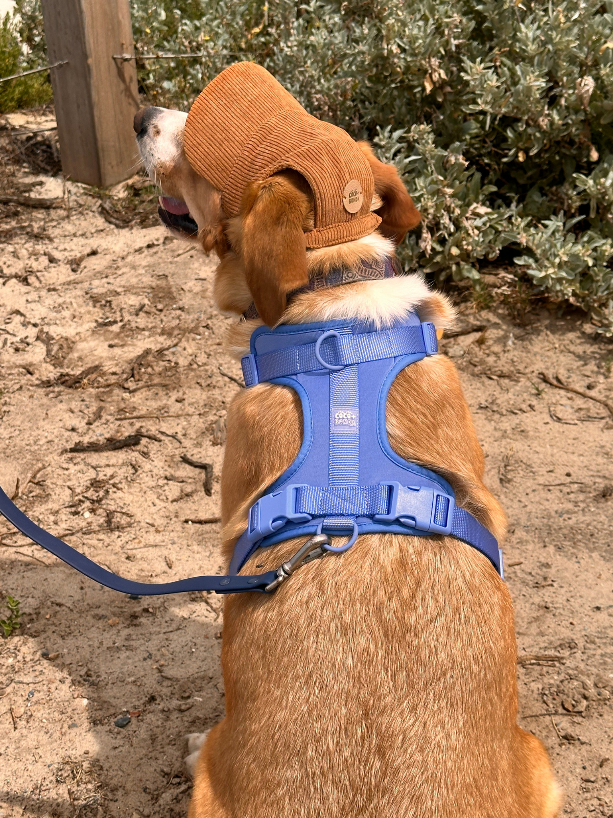 The Salted Caramel Dog Hat
