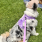 Purple No-Pull Dog Harness & Waterproof Classic Leash Set