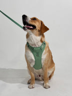 Sage Green No-Pull Dog Harness – Adjustable, Secure & Stylish