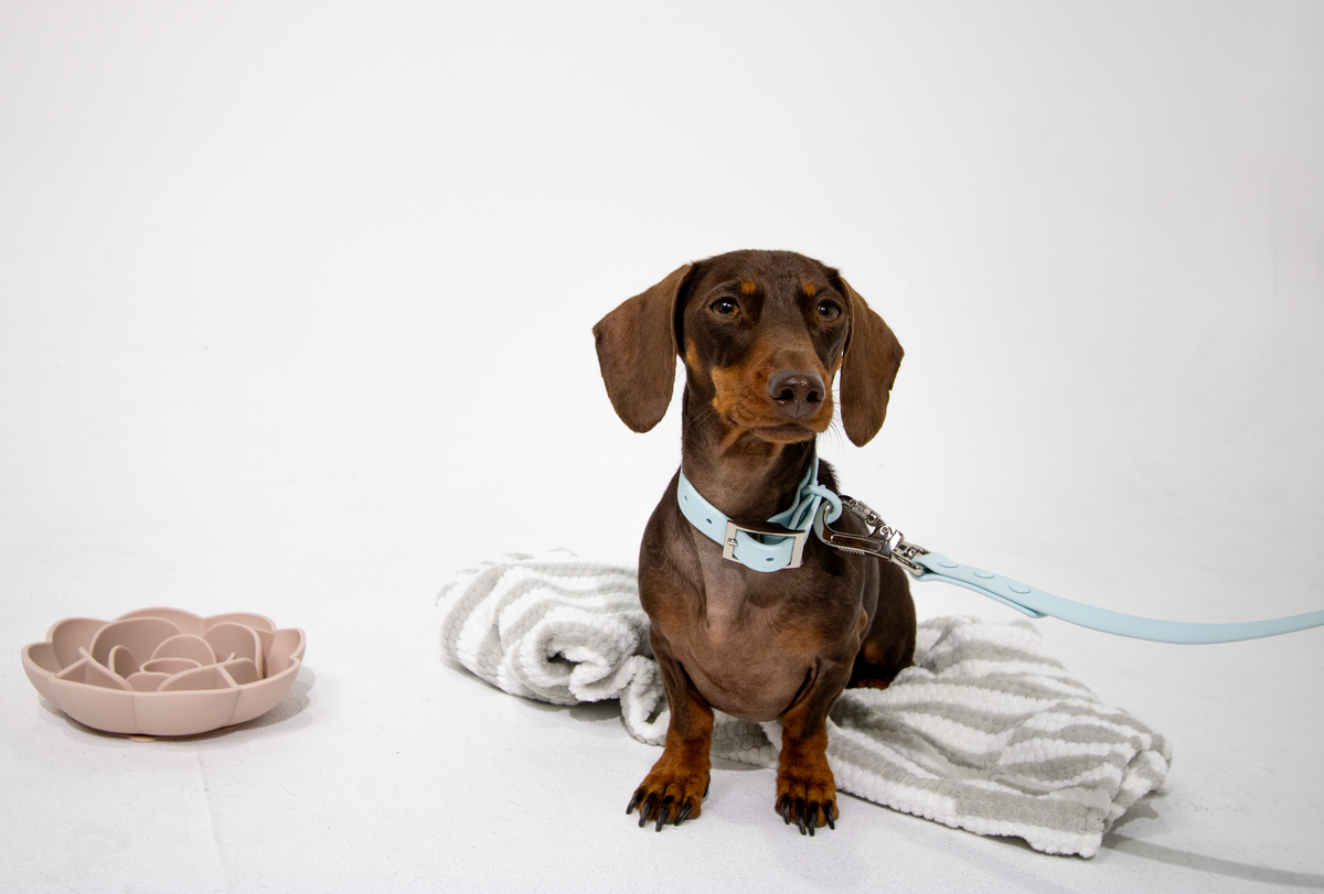 Sky Blue Waterproof Dog Collar – Lightweight, Adjustable & Easy to Clean