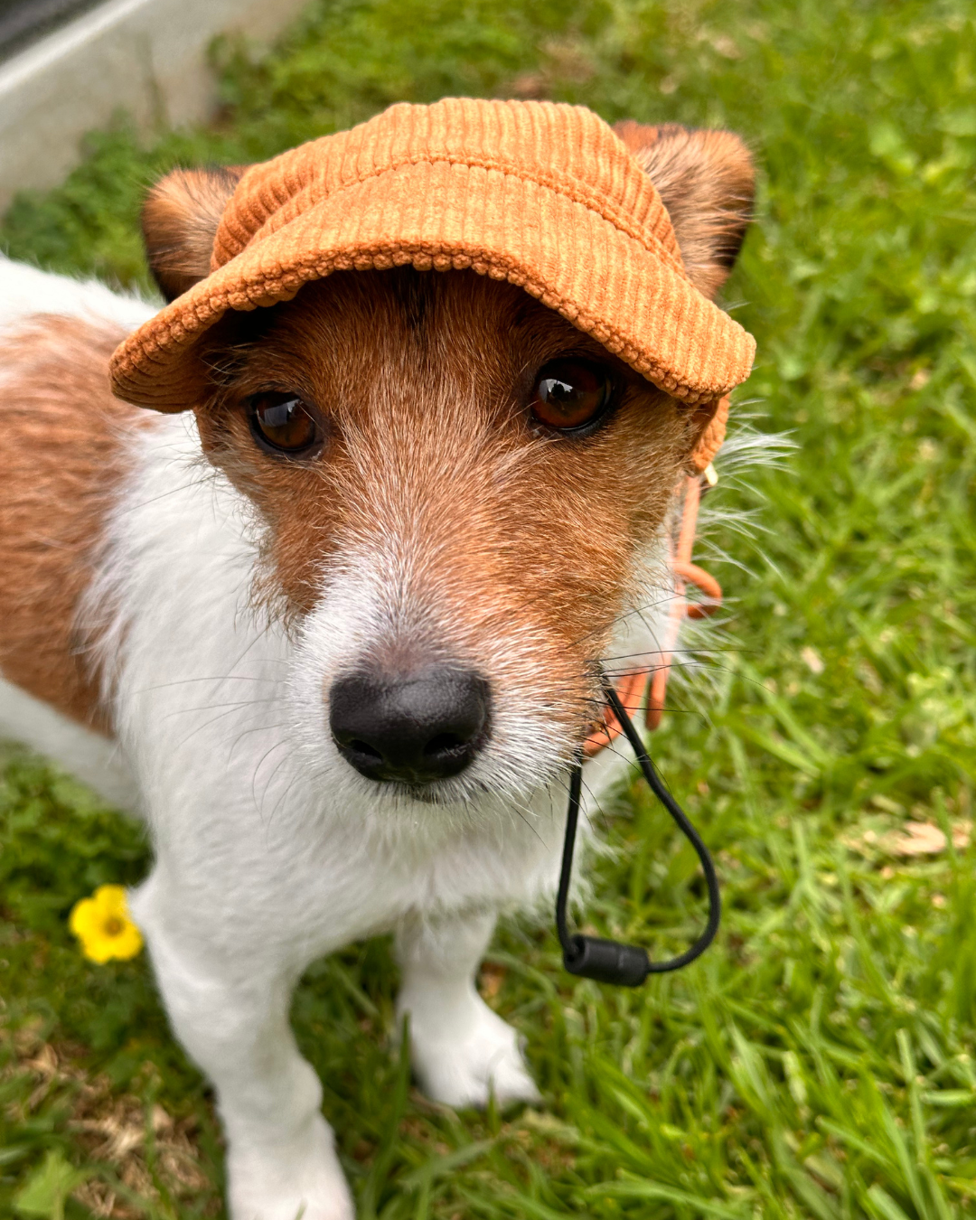 The Salted Caramel Dog Hat