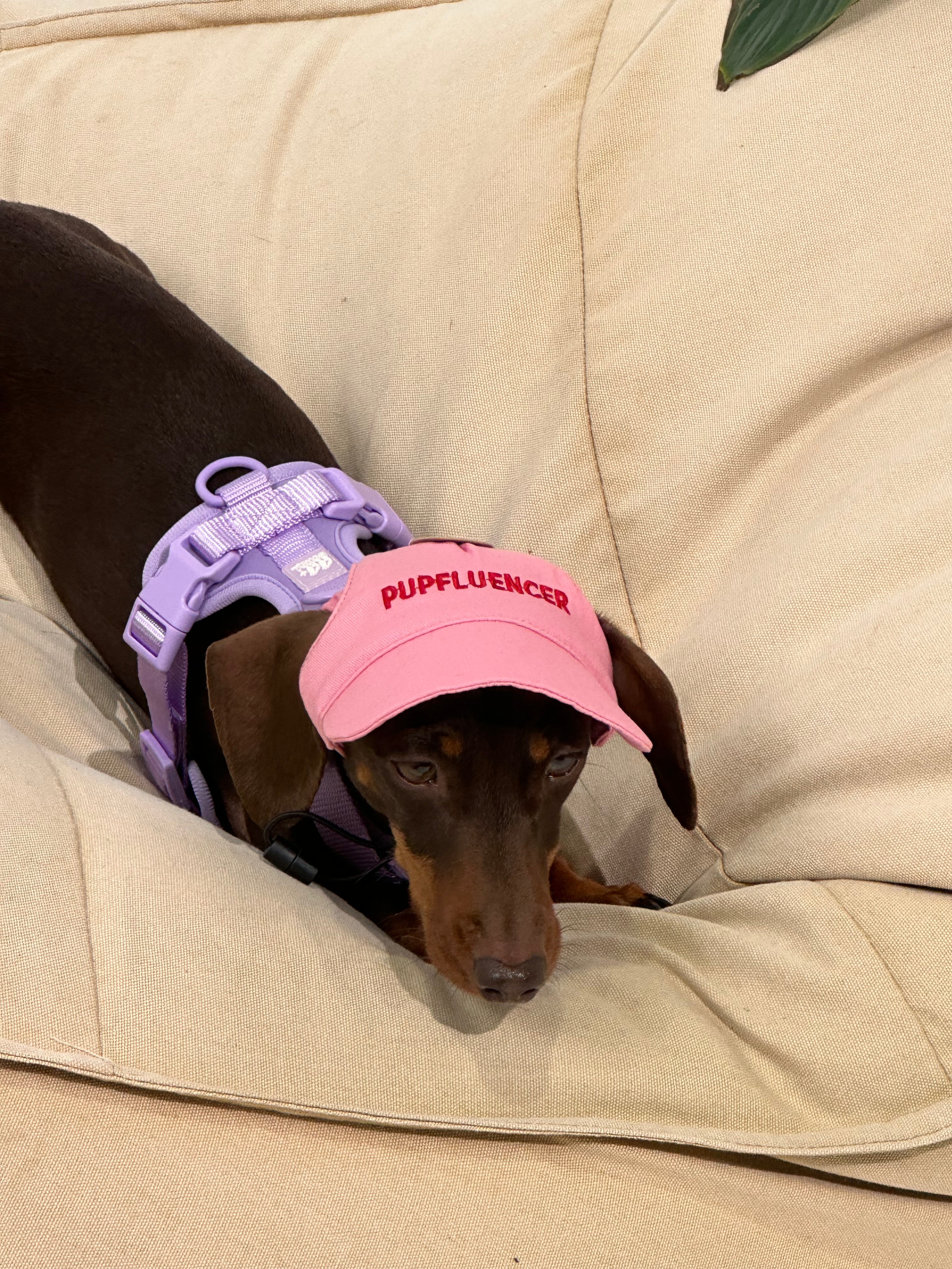 Pupfluencer” Dog Hat