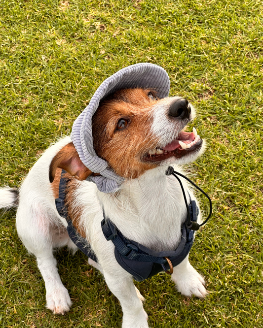 The Sea Mist Dog Hat