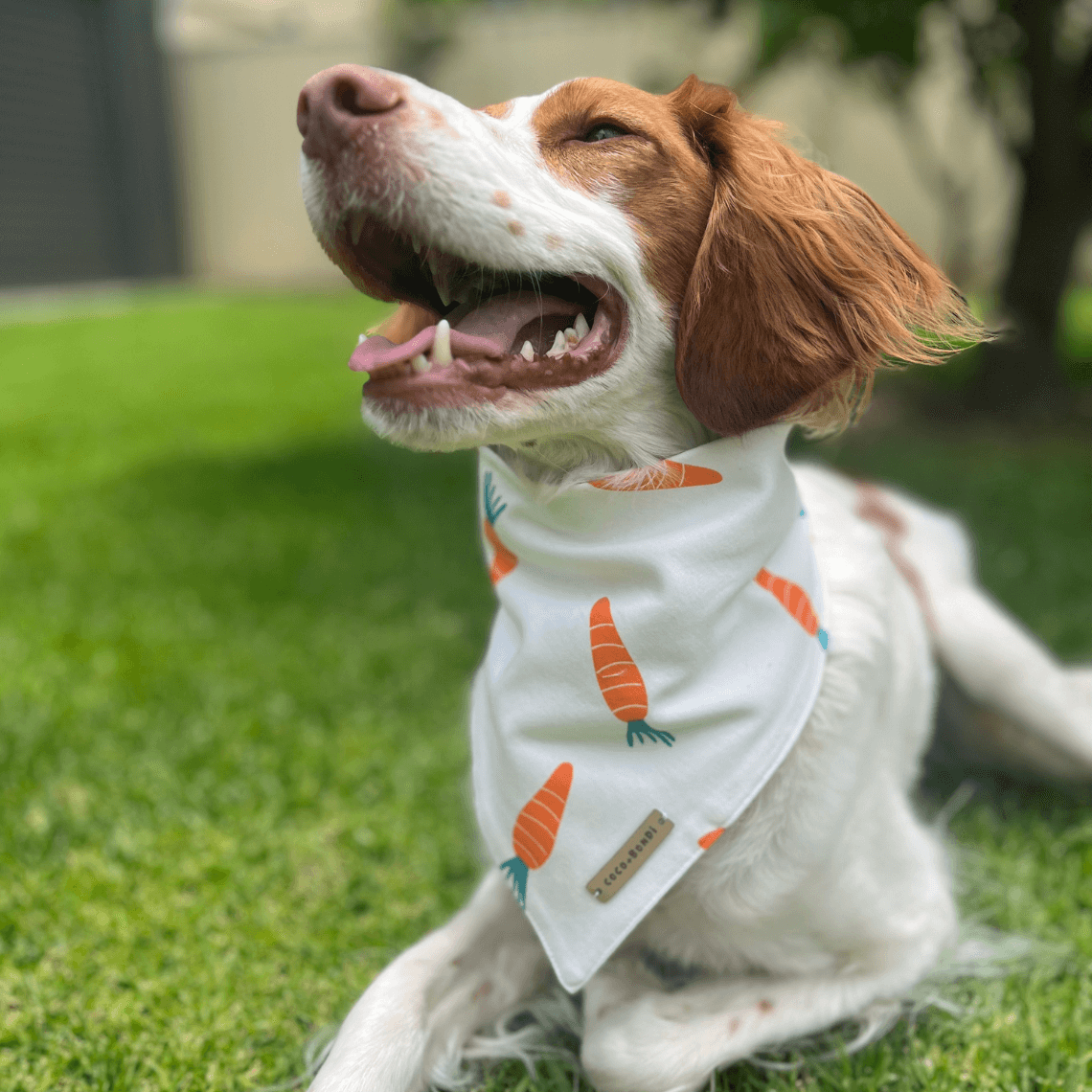 CARROT BANDANA