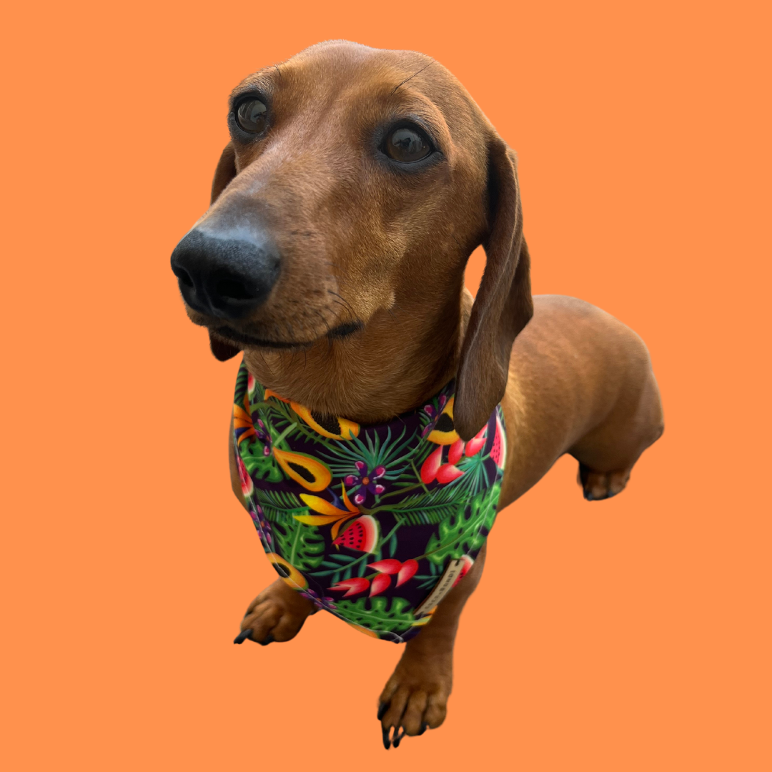 PAPAYA BANDANA