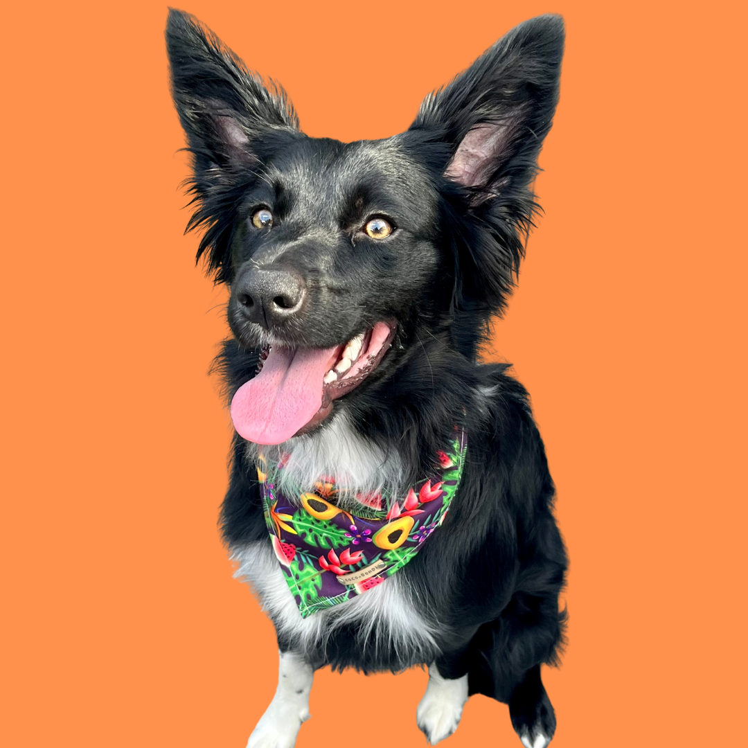 PAPAYA BANDANA